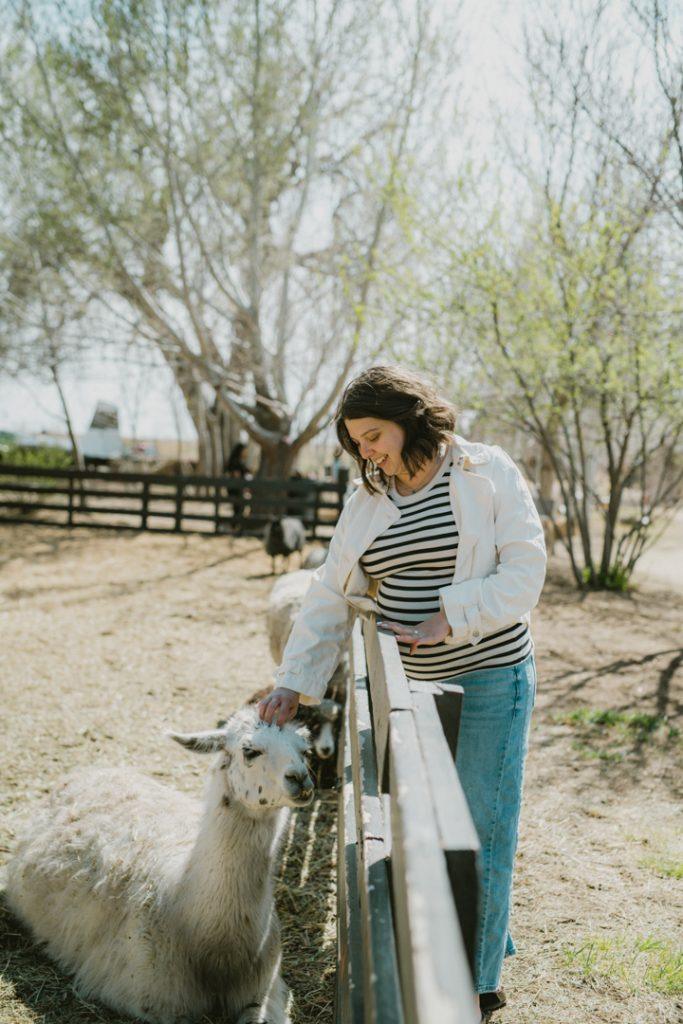 Sunflower Farm Longmont CO