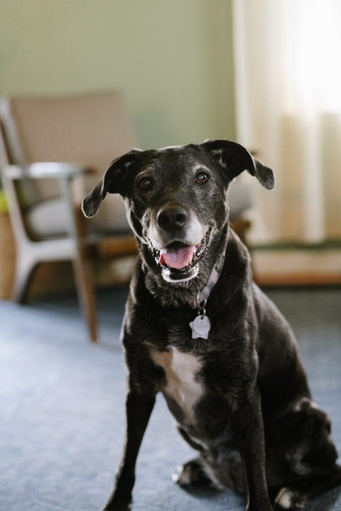 Boulder pet photographer